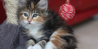 meow